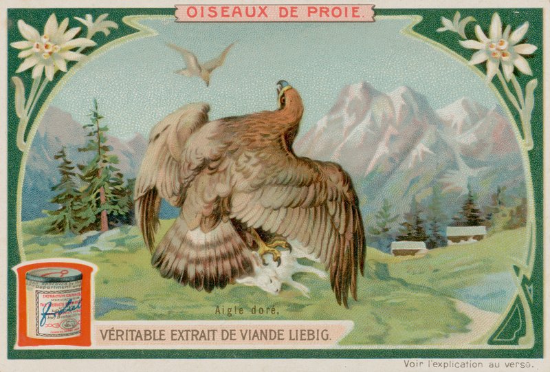 Golden Eagle by European School