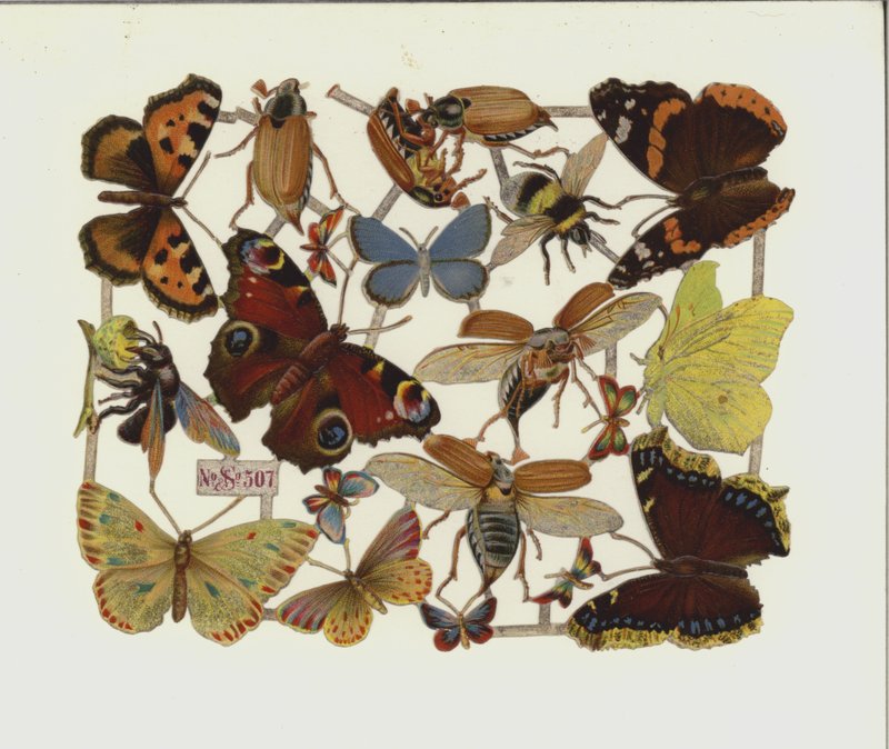 Insects by European School