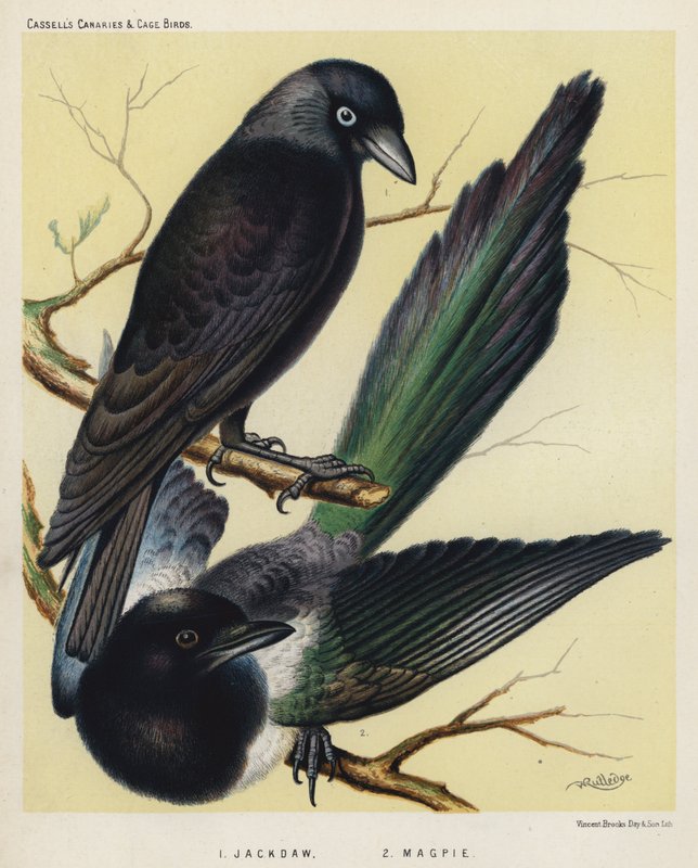 Jackdaw, Magpie by European School