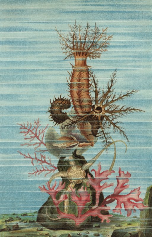 Bristle Star by European School