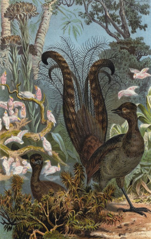 Lyrebird by European School