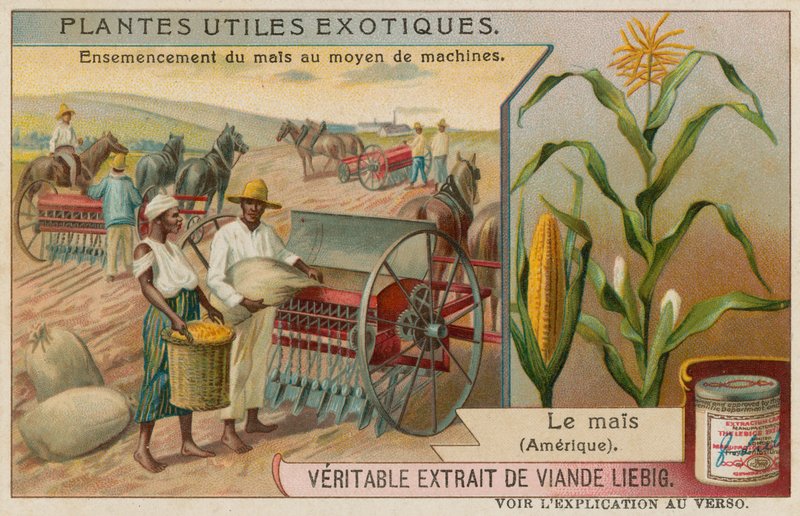 Maize by European School