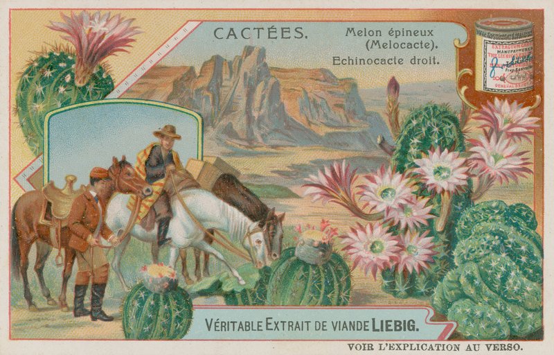 Melocactus by European School