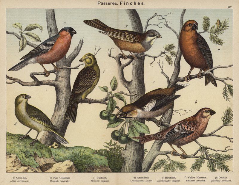 Passeres, Finches by European School