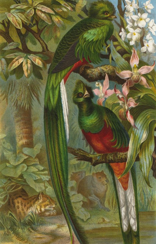 Quetzal by European School