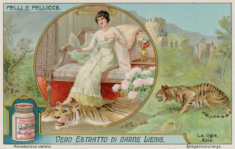 The Tiger by European School