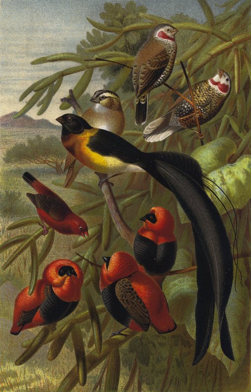 Weaver Bird by European School