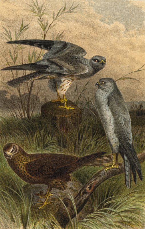 Harriers by European School