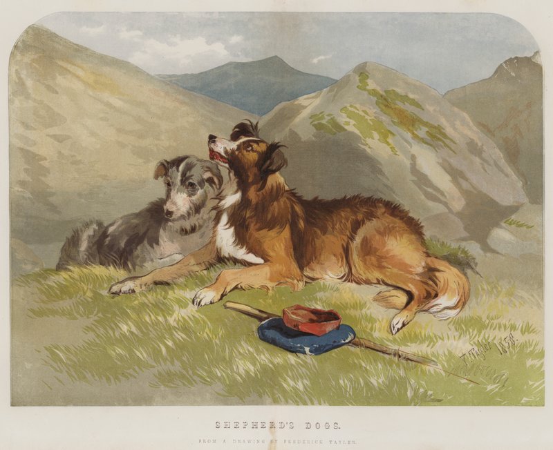 Shepherd