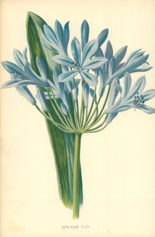 African Lily by Frederick Edward Hulme