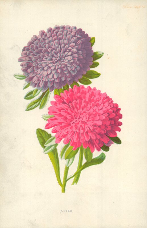 Aster by Frederick Edward Hulme