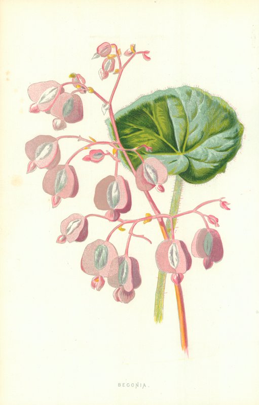 Begonia by Frederick Edward Hulme