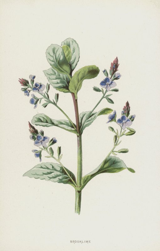 Brooklime by Frederick Edward Hulme