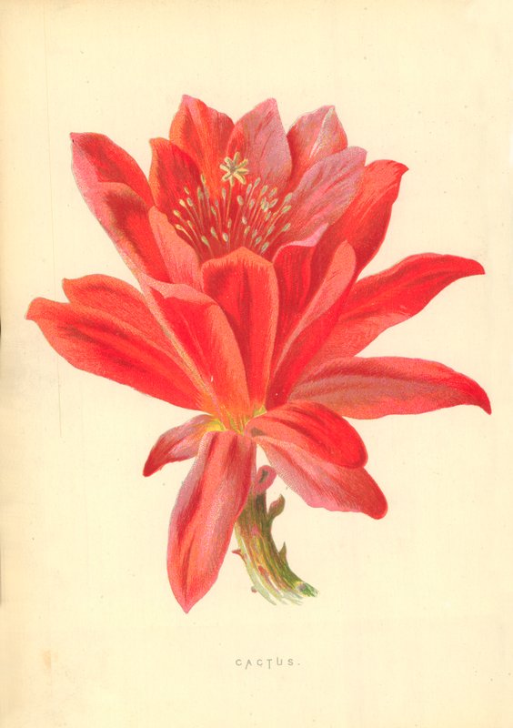 Cactus by Frederick Edward Hulme