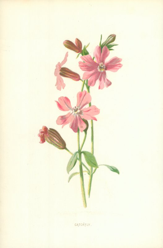 Catchfly by Frederick Edward Hulme