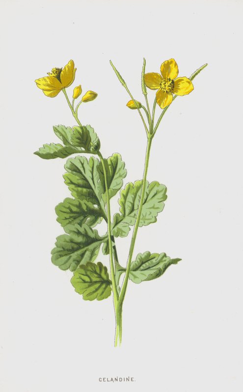 Celandine by Frederick Edward Hulme