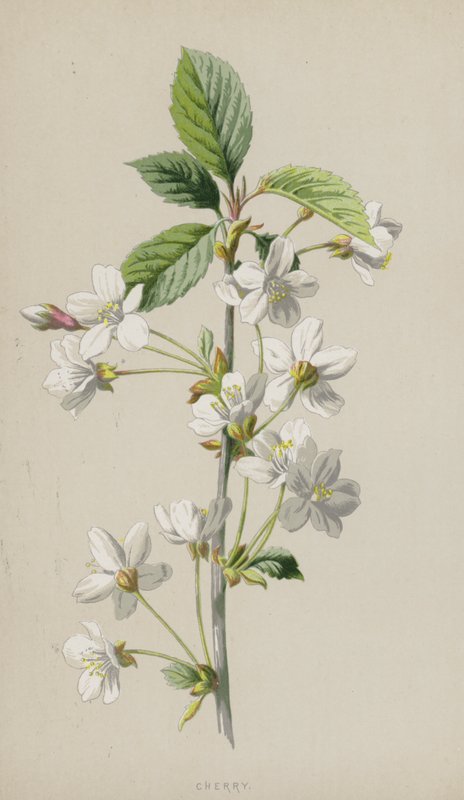 Cherry by Frederick Edward Hulme
