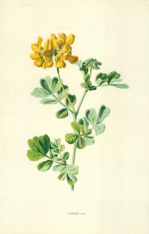 Coronilla by Frederick Edward Hulme