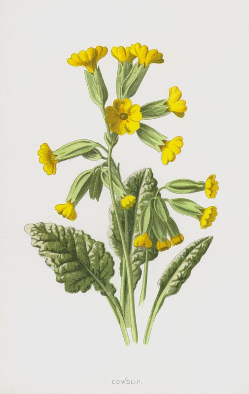 Cowslip by Frederick Edward Hulme