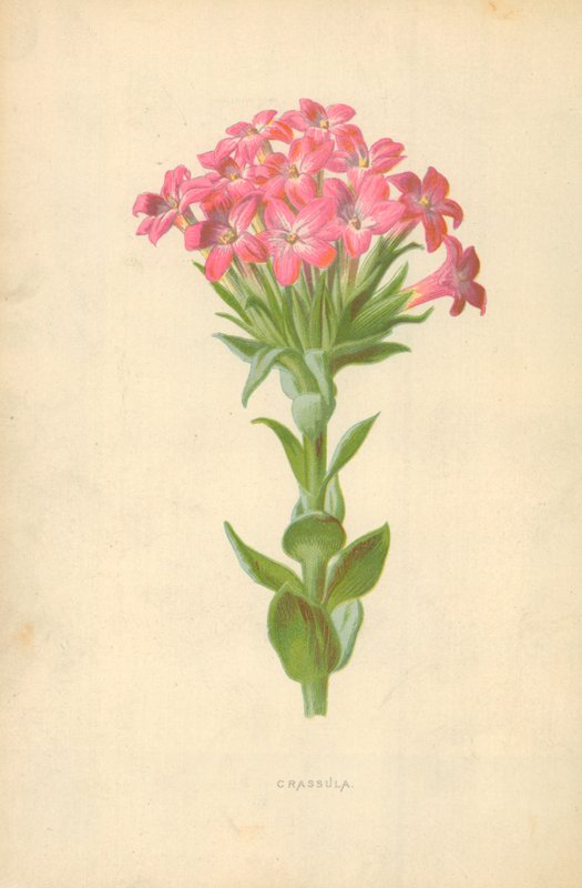 Crassula by Frederick Edward Hulme