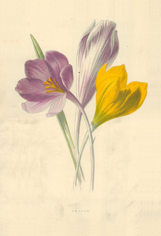 Crocus by Frederick Edward Hulme