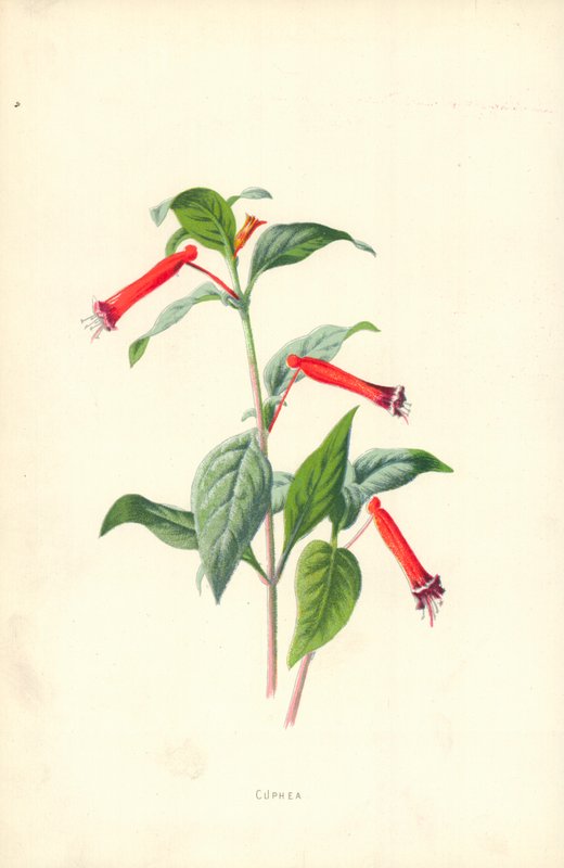 Cuphea by Frederick Edward Hulme
