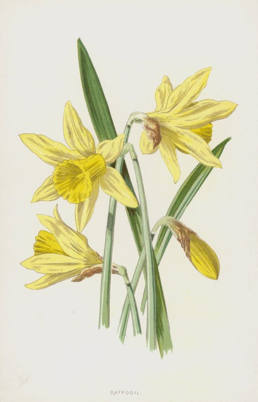 Daffodil by Frederick Edward Hulme
