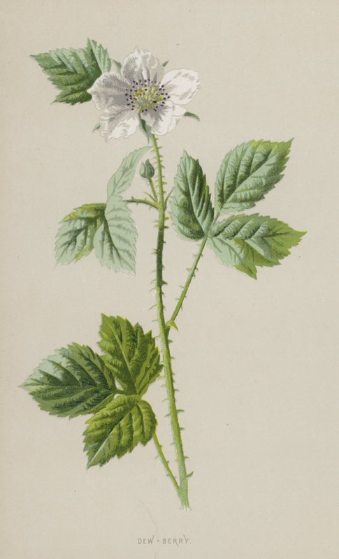 Dew-Berry by Frederick Edward Hulme