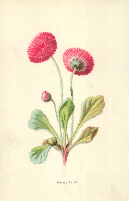 Double Daisy by Frederick Edward Hulme