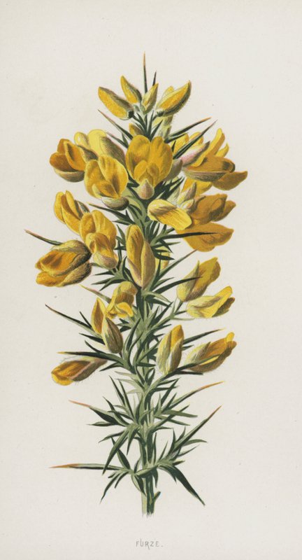 Furze by Frederick Edward Hulme