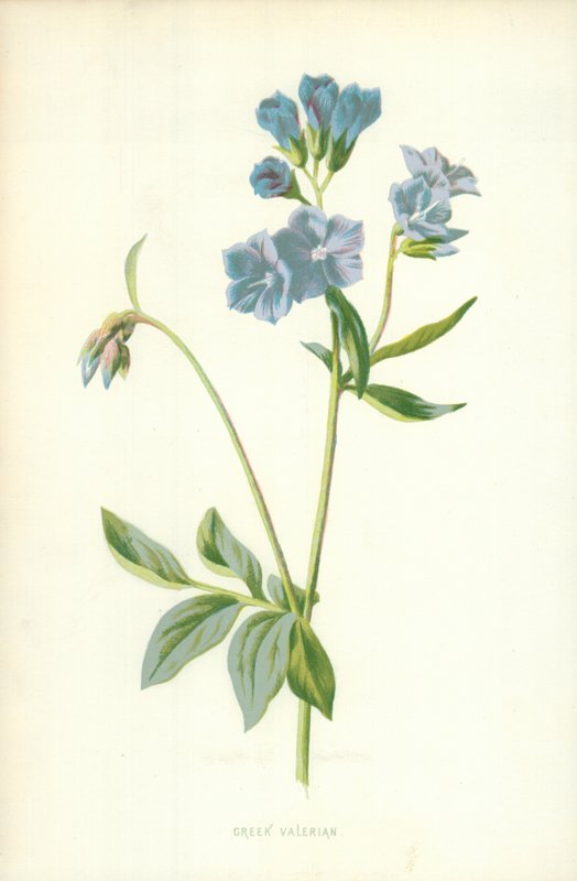 Greek Valerian by Frederick Edward Hulme