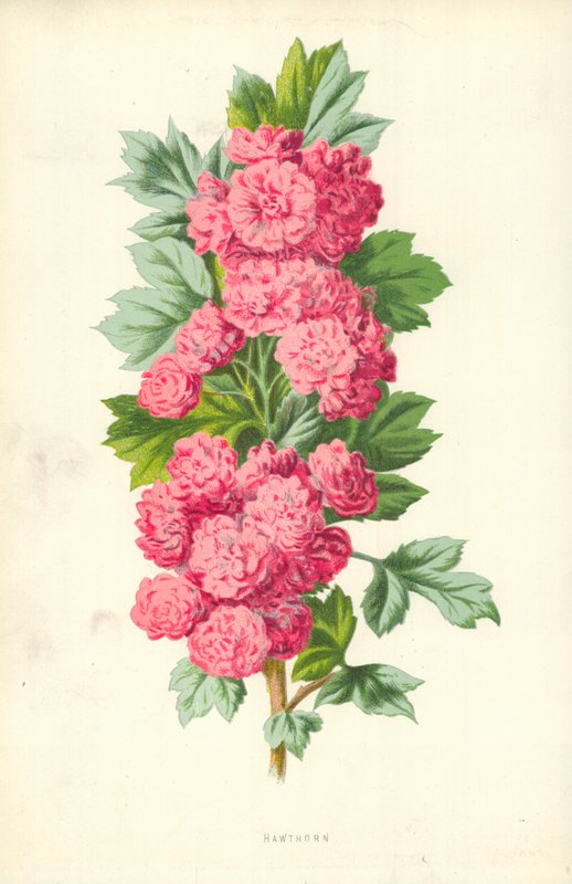 Hawthorn by Frederick Edward Hulme