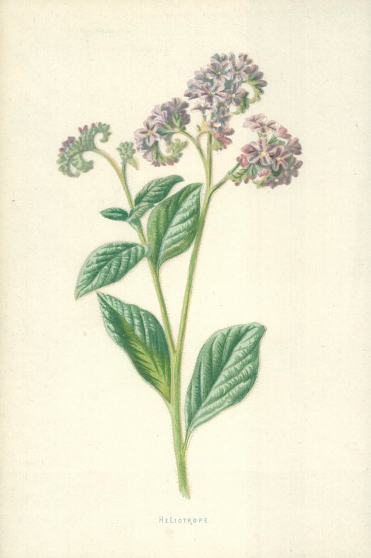 Heliotrope by Frederick Edward Hulme
