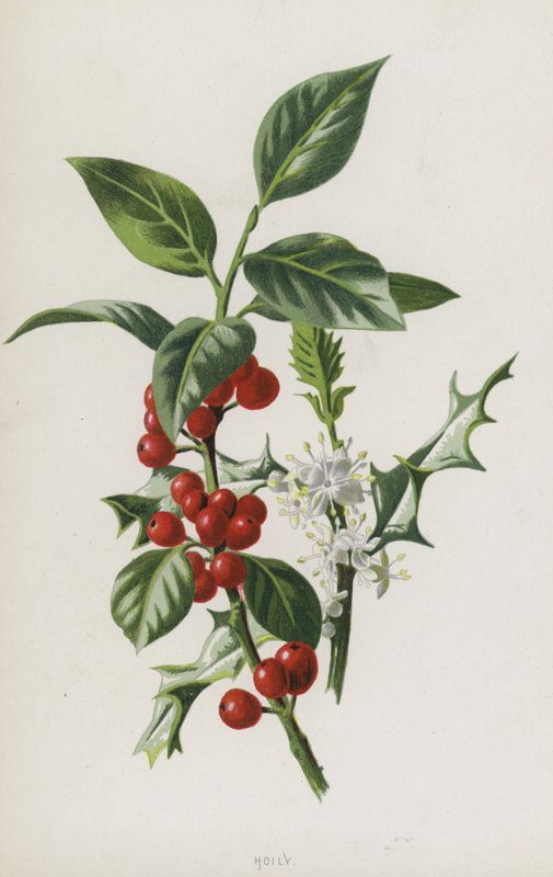 Holly by Frederick Edward Hulme
