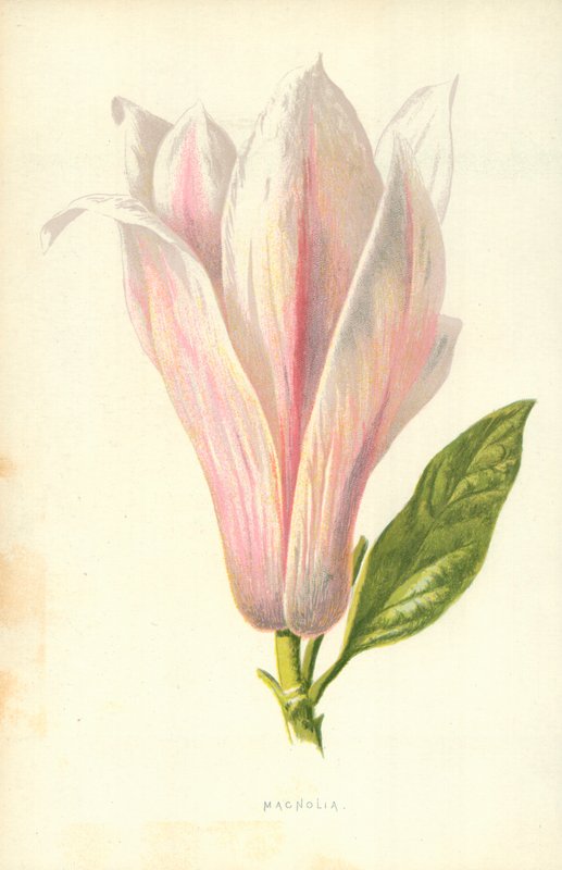 Magnolia by Frederick Edward Hulme