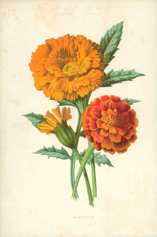 Marigold by Frederick Edward Hulme