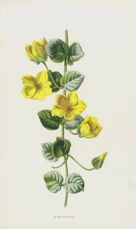 Moneywort by Frederick Edward Hulme