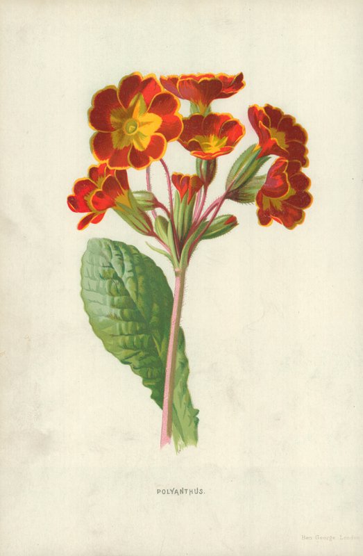 Polyanthus by Frederick Edward Hulme