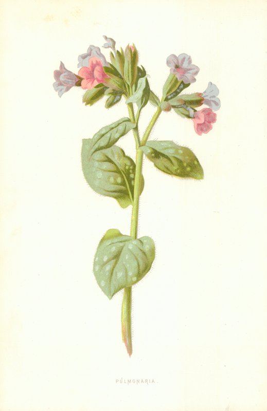 Pulmonaria by Frederick Edward Hulme