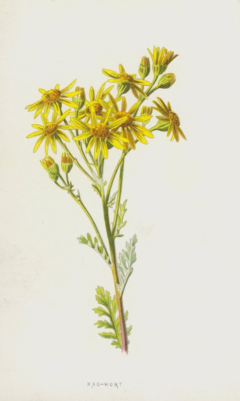 Rag-Wort by Frederick Edward Hulme