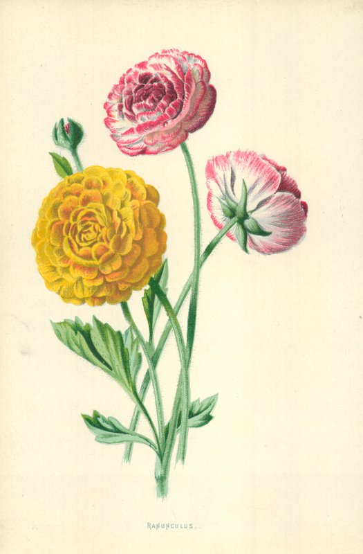 Ranunculus by Frederick Edward Hulme