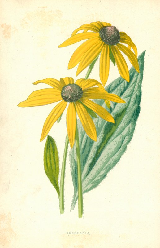 Rudbeckia by Frederick Edward Hulme
