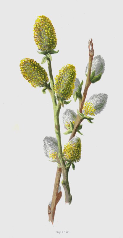 Sallow by Frederick Edward Hulme