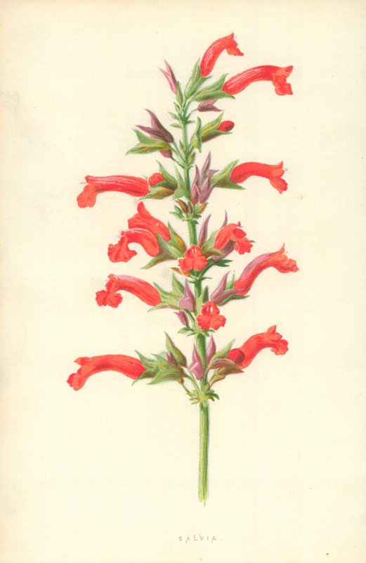 Salvia by Frederick Edward Hulme