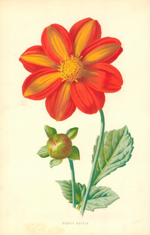 Single Dahlia by Frederick Edward Hulme