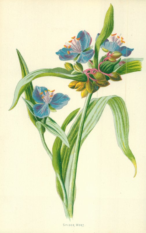 Spider Wort by Frederick Edward Hulme