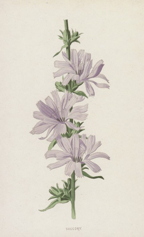 Succory by Frederick Edward Hulme