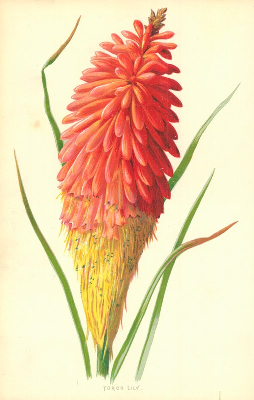 Torch Lily by Frederick Edward Hulme