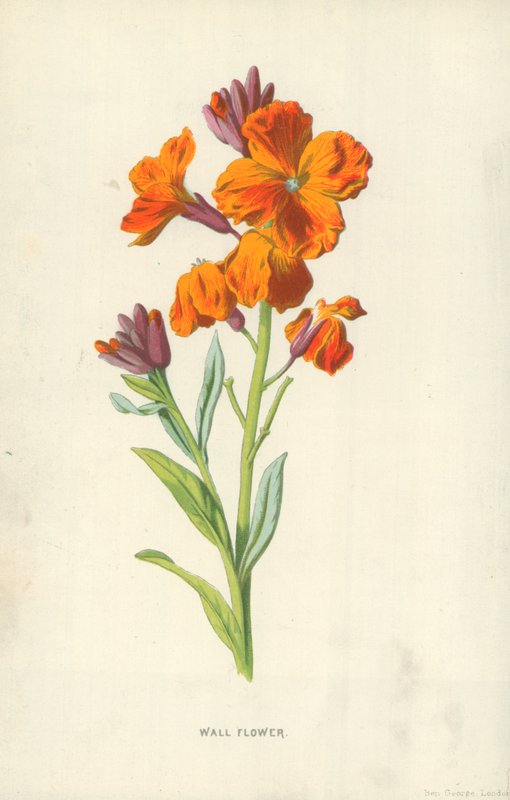 Wallflower by Frederick Edward Hulme