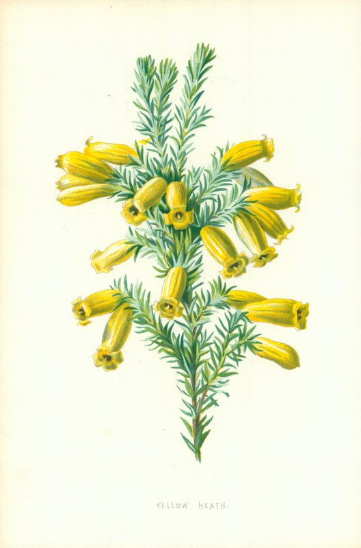 Yellow Heath by Frederick Edward Hulme